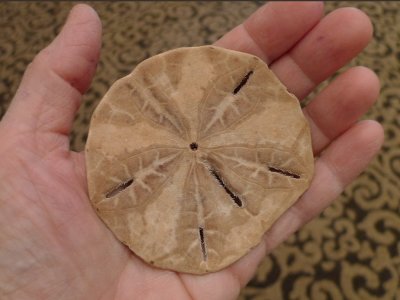 P1070632  Sand Dollar Underside