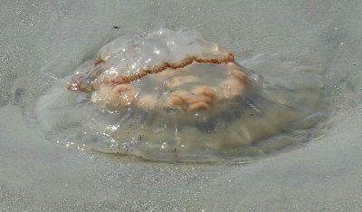 P1010228_0176 Beached Jellyfish