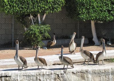 Cabo San Lucas Pelicans