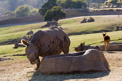 Rhinos at Trough
