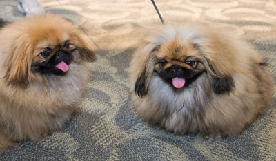 3891PuffyPekingese