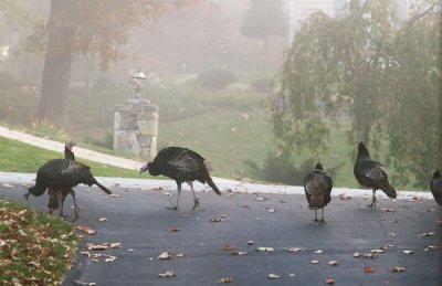 _MG_9565 Foggy Morning Visitors