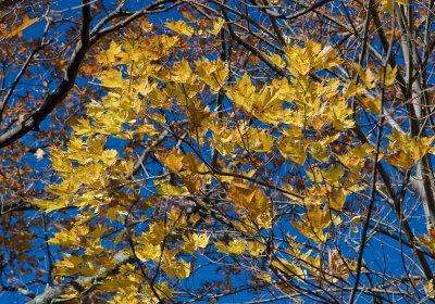 _MG_9679 Fall's Golden Hues