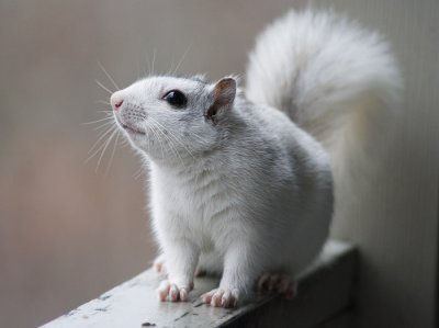 _MG_0422 Uppity White Squirrel
