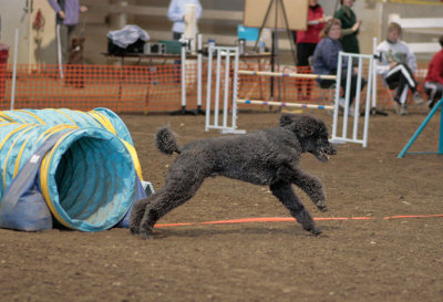 _MG_0503 Tunnel Exit Poodle