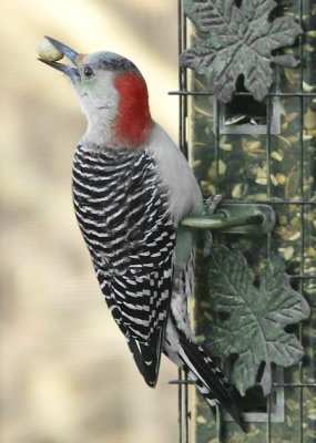 P1000319 woodpecker