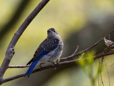_MG_3965 Juvenile Bluebird