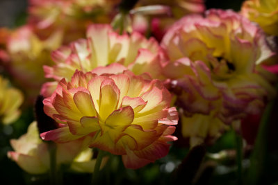 _MG_1250 Possibly Ranunculus