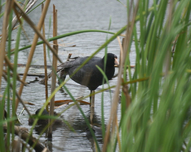 American Coot