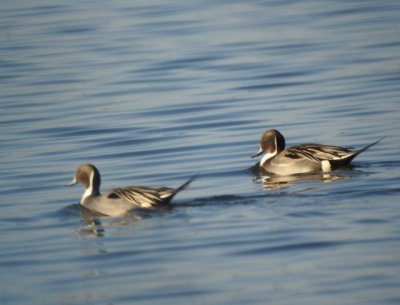 Pintail
