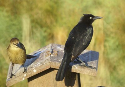 Boat-tailed Grackle