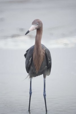 Reddish Egret