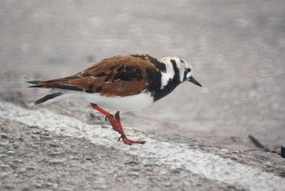 Ruddy Turnstone