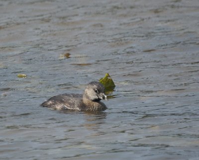 Pied-billed Grebe