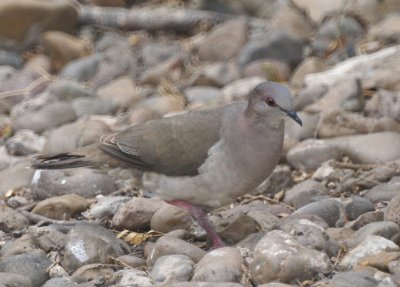 White-tipped Dove