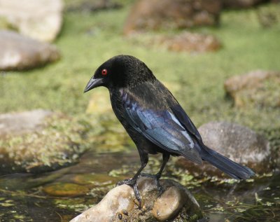 Bronzed Cowbird