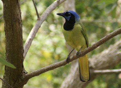 Green Jay