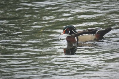 Wood Duck