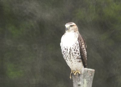 Red-tailed Hawk