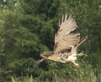 Red-tailed Hawk