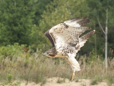 Red-tailed Hawk
