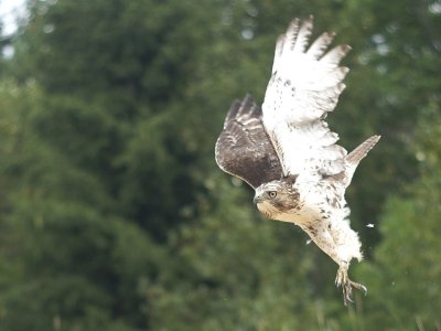 Red-tailed Hawk