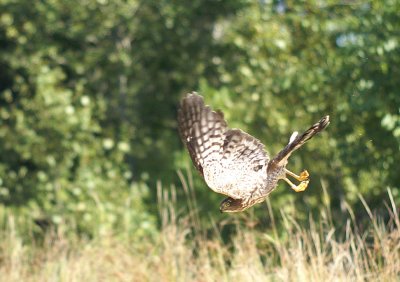 Sharp-shinned Hawk