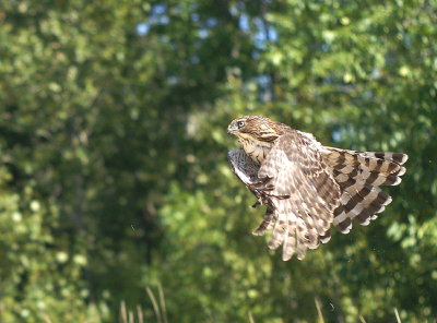 Cooper's Hawk