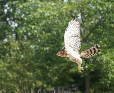 Cooper's Hawk