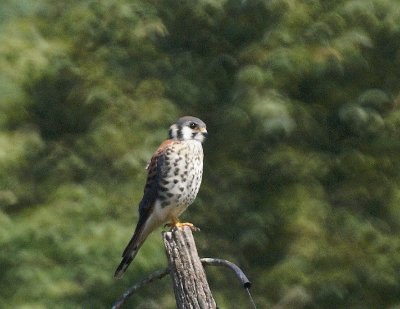 American Kestrel