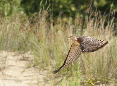 Sharp-shinned Hawk