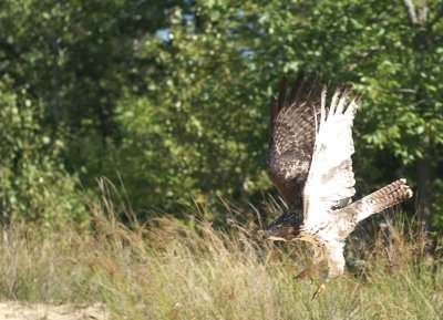 Red-tailed Hawk