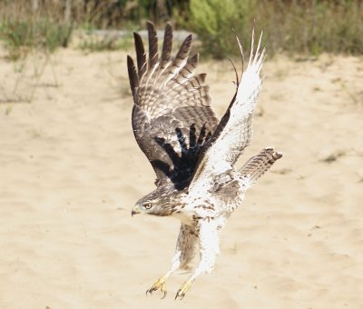 Red-tailed Hawk