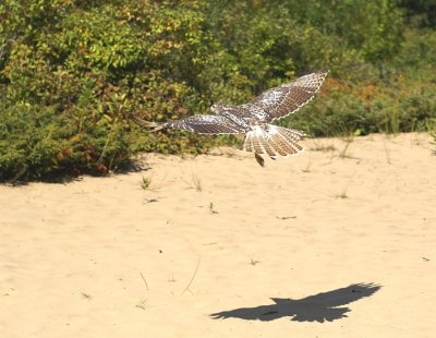 Red-tailed Hawk