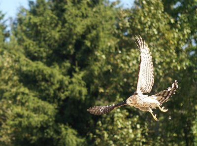 Cooper's Hawk
