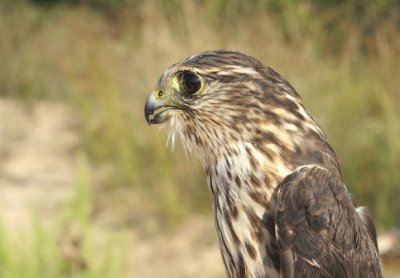 Merlin