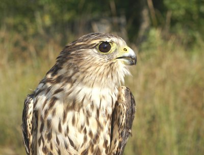 Merlin