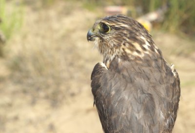 Merlin