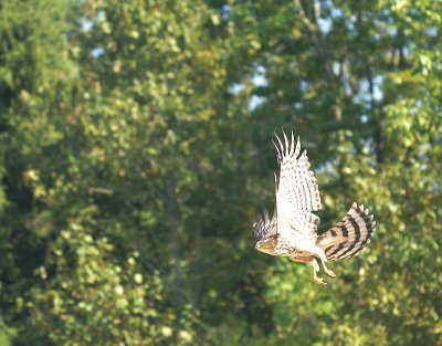 Sharp-shinned Hawk