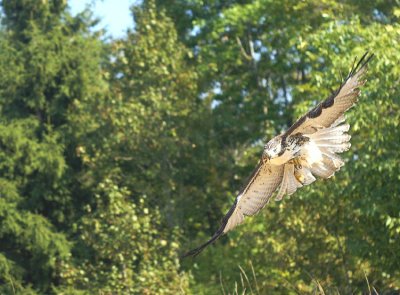 Red-tailed Hawk