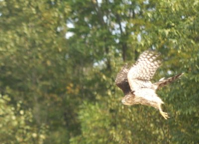 Cooper's Hawk