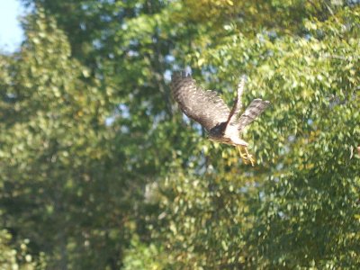Sharp-shinned Hawk