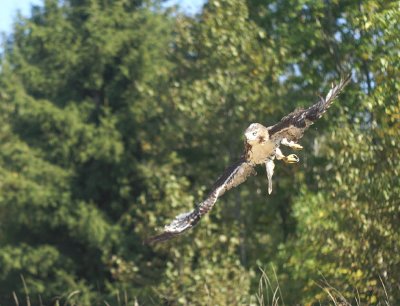 Red-tailed Hawk