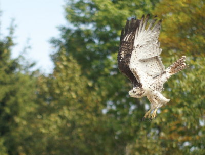 Red-tailed Hawk