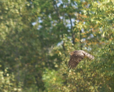 Sharp-shinned Hawk