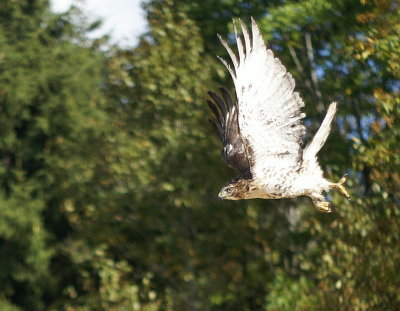 Red-tailed Hawk