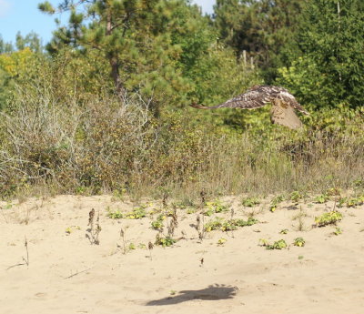 Red-tailed Hawk