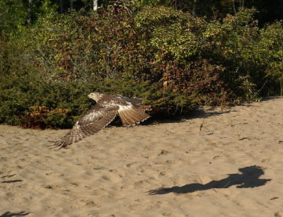 Red-tailed Hawk
