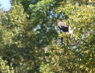 Sharp-shinned Hawk
