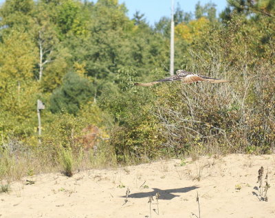 Red-tailed Hawk